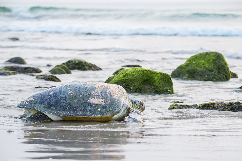 صورة لمعرض الصور