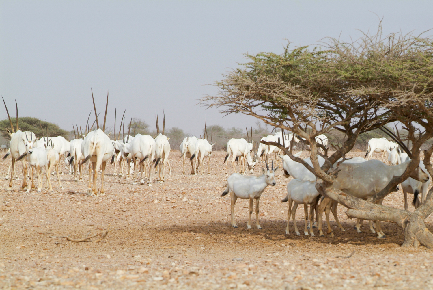 صورة لمعرض الصور