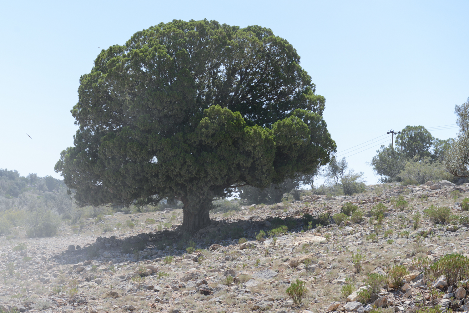صورة لمعرض الصور