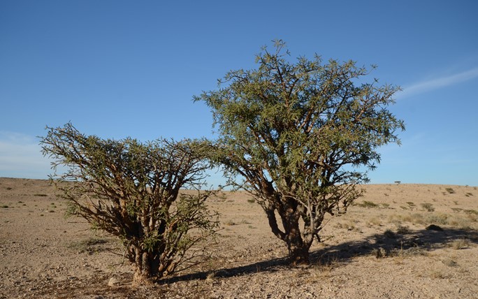 <p> </p>
<p>شاركت هيئة البيئة في الاحتفال بيوم الزراعة العماني، والذي يصادف 31 أكتوبر من كل عام، ويهدف الاحتفال إلى رفع الوعي المجتمعي بأهمية الشجرة في الحياة والمجتمع وزيادة الإدراك والمعرفة بطرق زراعة ورعاية الأشجار والمحاصيل والنباتات المختلفة، إضافة إلى إشراك شرائح المجتمع المختلفة في زراعة وإكثار الأشجار بأنواعها المتعددة ونشر الرقعة الخضراء والتوسع في زراعة الأشجار.</p>
<p>وبدأت هيئة البيئة مبكراً بسن القوانين واللوائح التنظيمية للمحافظة على الغطاء النباتي من عمليات الإحتطاب والقطع حيث أن الاشخاص الذين يقومون بالاحتطاب بدون تصرح أو الاشخاص الغير ملتزمين بالشروط، تطبق عليهم المخالفات وفق القرار الوزاري رقم (81/ 2004) الخاص بتنظيم عملية جمع ونقل الحطب استنادًا إلى قانون حماية البيئة ومكافحة التلوث الصادر بالمرسوم السلطاني رقم (114/ 2001) وقد تضمن القرار الوزاري حظر جمع أو نقل أشجار يابسة (حطب) من أملاك الدولة العامة والخاصة إلا بتصريح من الوزارة، وحددت الإجراءات المتبعة في هذا الشأن بالغرامات المالية وهي عملية اجرائية تنظيمية لضمان عدم قطع الاشجار الخضراء نظرا لدورها الكبير في إحداث التوازن البيئي . كما تشترط الوزارة على المنشآت الصناعية زراعة الغطاء النباتي حول المنشآت التابعة لها ، كما أن الوزارة تفرض على الشركات العاملة في مجال الكسارات عدم قطع الاشجار مع وضع أحرامات عليها عند نقل الاتربة.</p>
<p>ونفذت هيئة البيئة مشروع